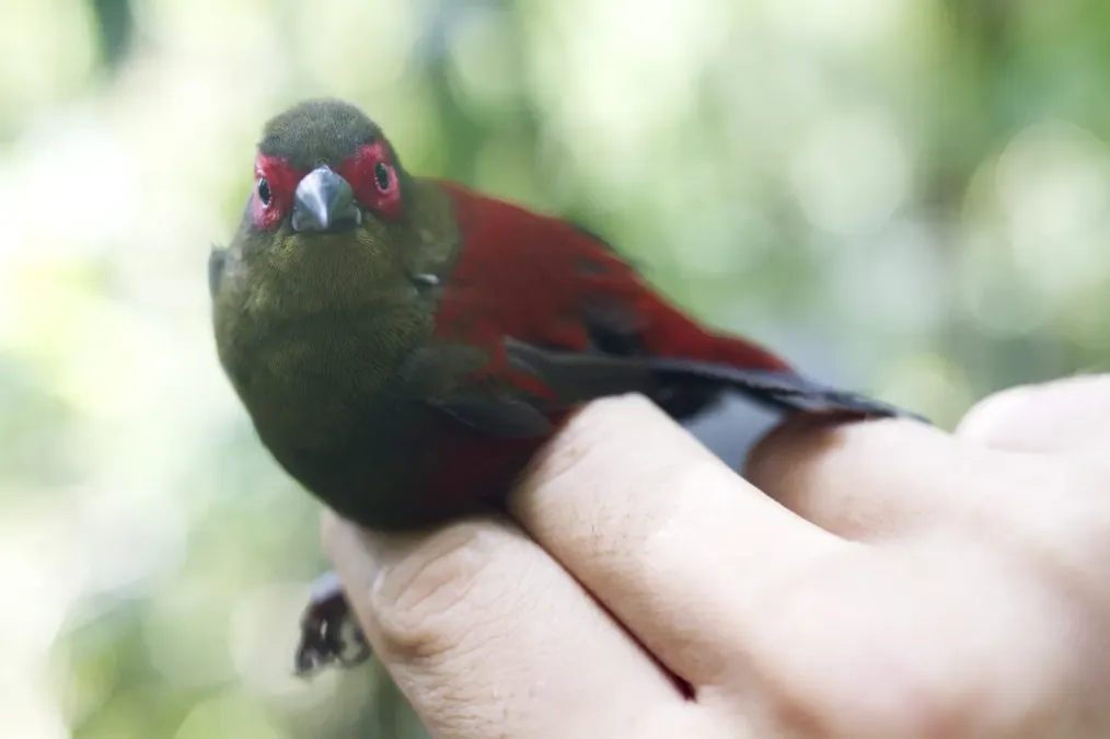 File:Cryptospiza reichenovii in Equatorial Guinea 63849075.jpg