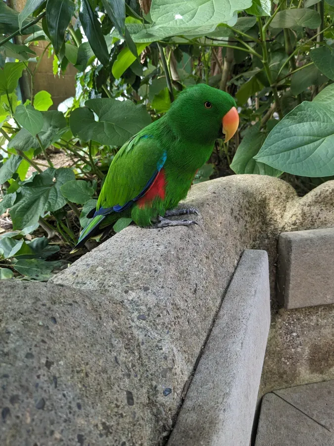 File:Eclectus roratus at Victoria Butterfly Gardens.jpg