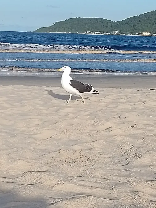 File:Larus dominicanus - Rafael - 471634358.jpeg