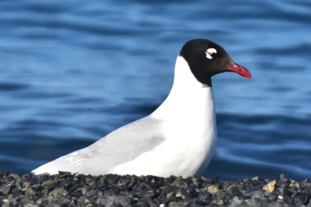 File:Ichthyaetus relictus 388049477.jpg
