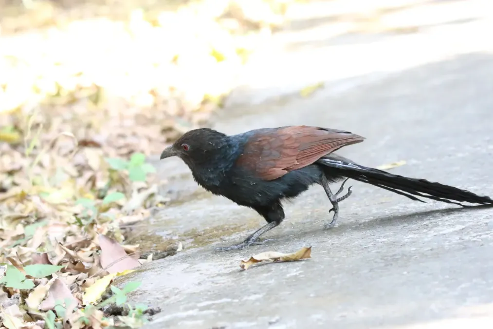 File:Greater coucal or crow pheasant (Centropus sinensis) in Rabindra Sarobar Kolkata 15 Feb 44.jpg