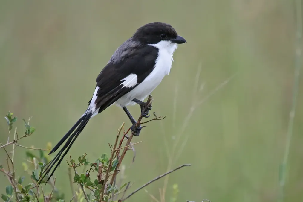 File:Long-tailed fiscal, Lanius cabanisi.jpg