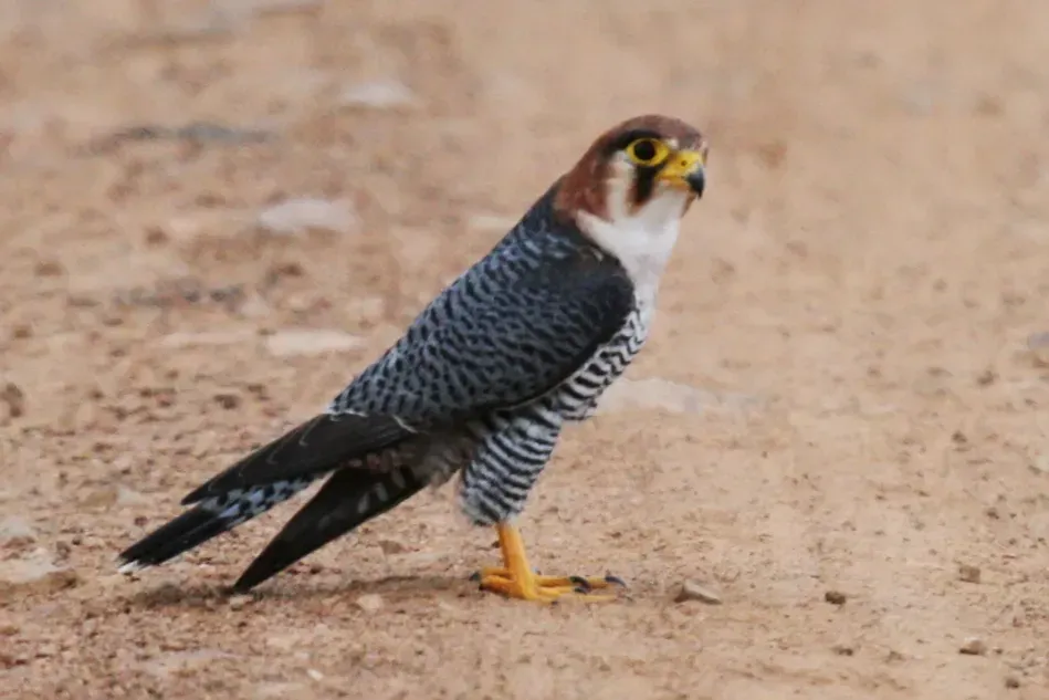 File:Red-necked falcon (Falco chicquera).jpg