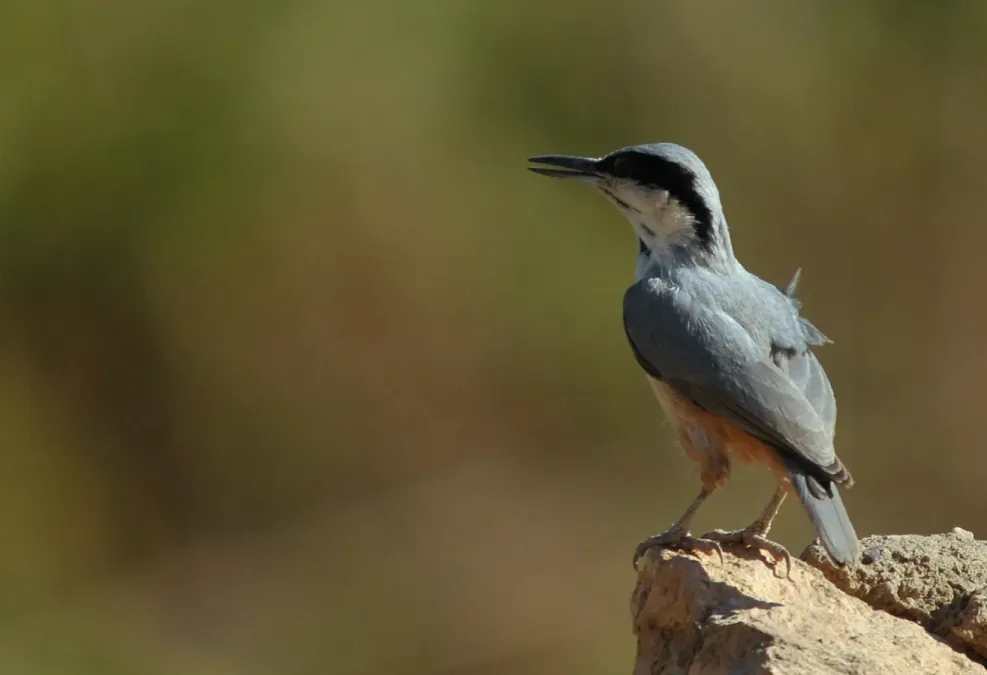 File:Sitta tephronota.jpg