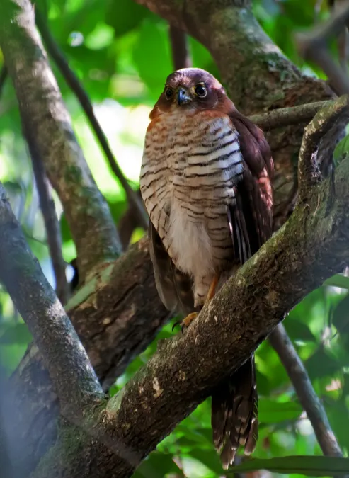 File:Micrastur ruficollis -Parque Estadual da Serra da Cantareira, Sao Paulo, Brazil-8.jpg