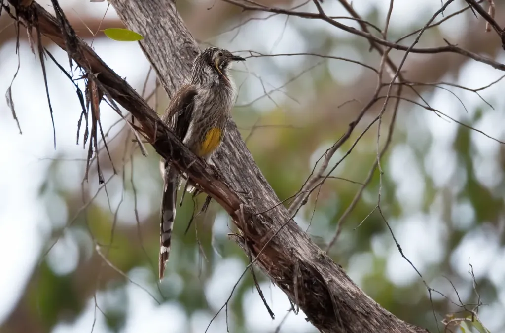 File:Anthochaera paradoxa -Australia -adult.jpg
