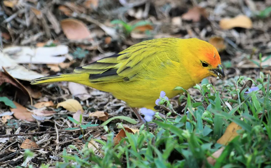 File:Saffron finch Sicalis flaveola Hawaii 8369.jpg