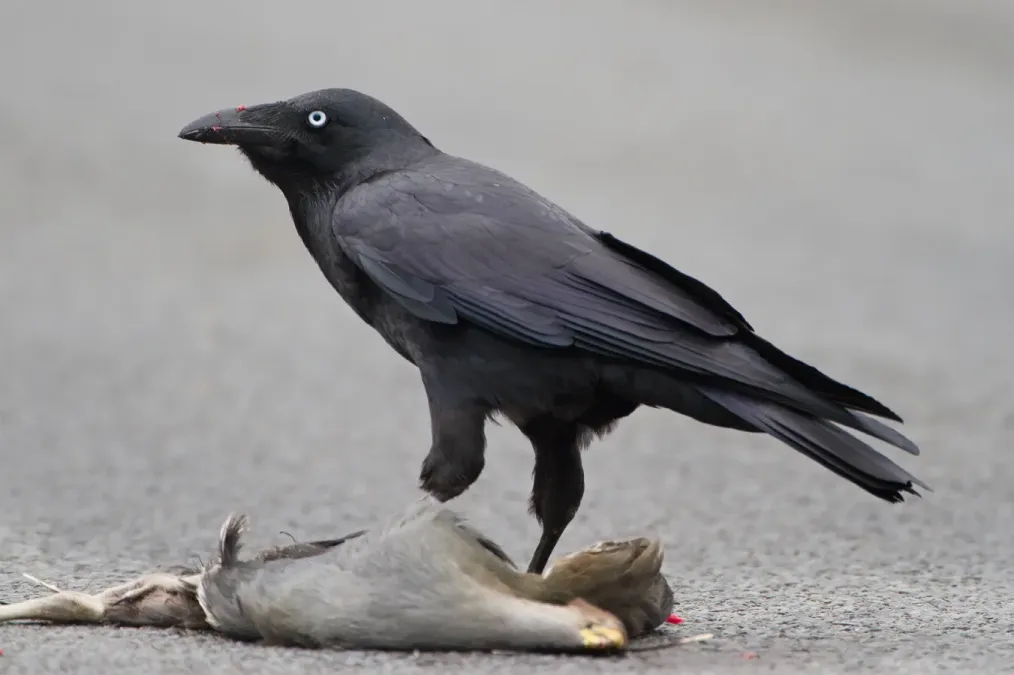 File:Corvus tasmanicus - Collinsvale.jpg
