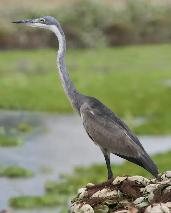 File:Black-headed Heron (Ardea melanocephala).jpg
