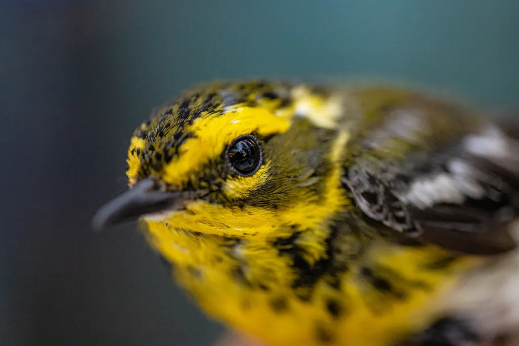 File:Townsend's Warbler - Setophaga townsendi (51360836852).jpg