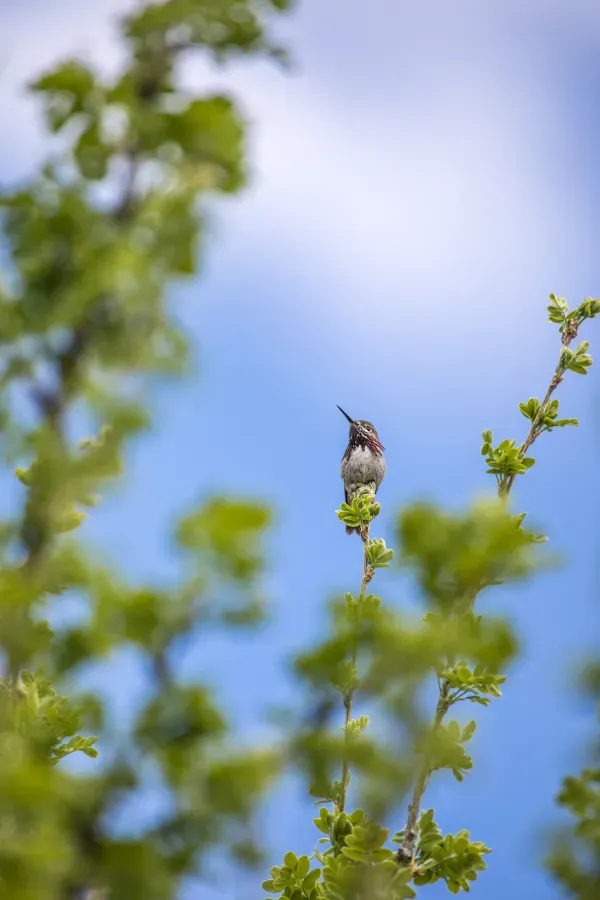 File:Calliope Hummingbird - Selasphorus calliope (51362596995).jpg