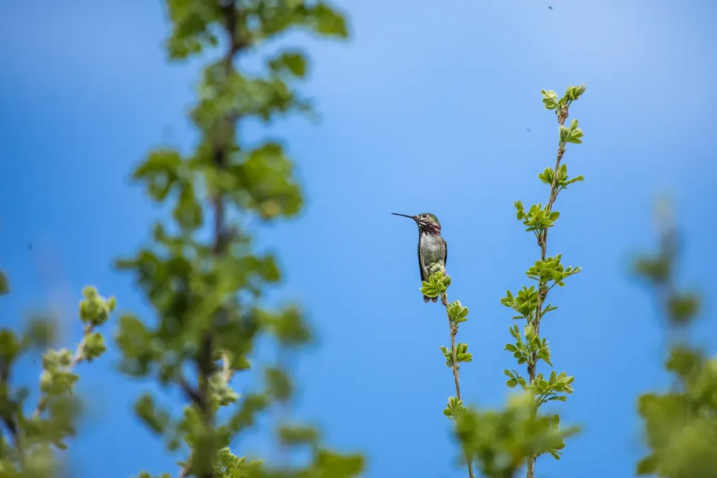 File:Calliope Hummingbird - Selasphorus calliope (51360829492).jpg