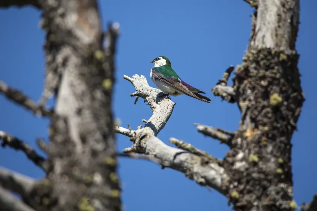 File:Violet-green Swallow - Tachycineta thalassina (19431046038).jpg