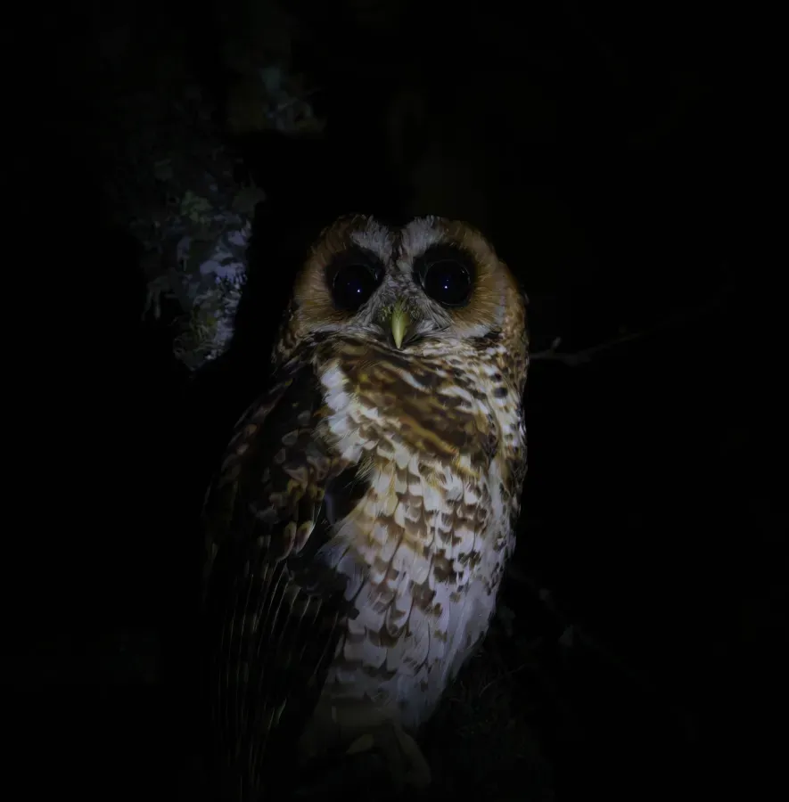 File:Búho Andino - Strix albitarsis.jpg