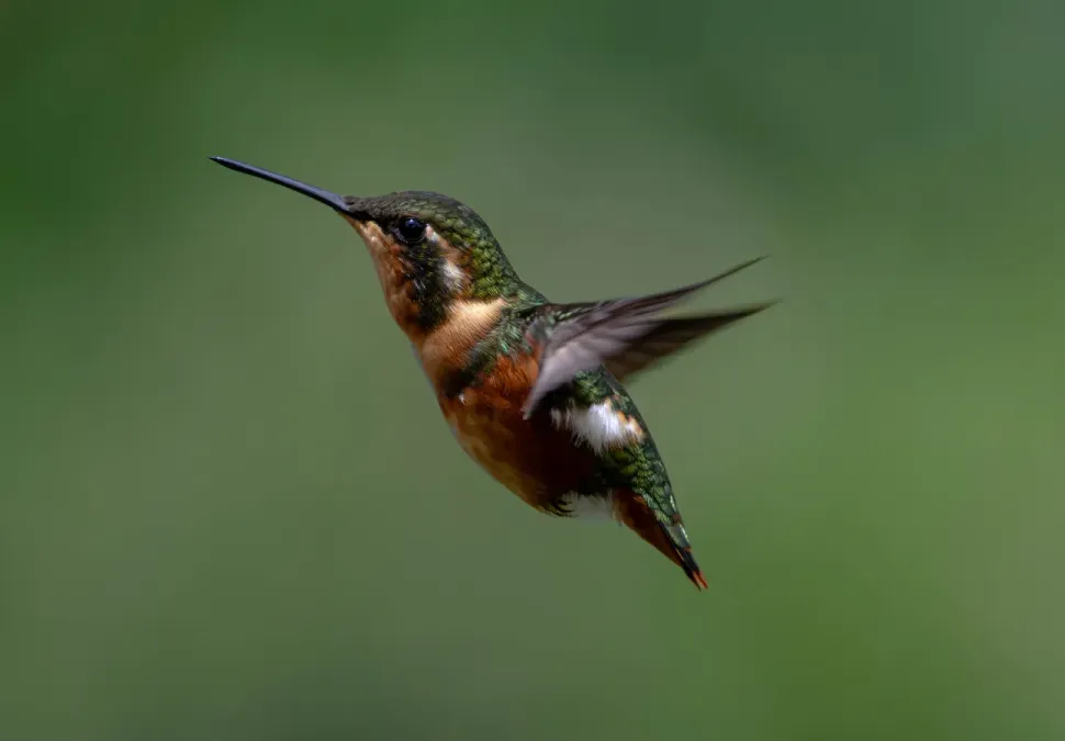 File:Colibrí heliodoro - Chaetocercus heliodor.jpg