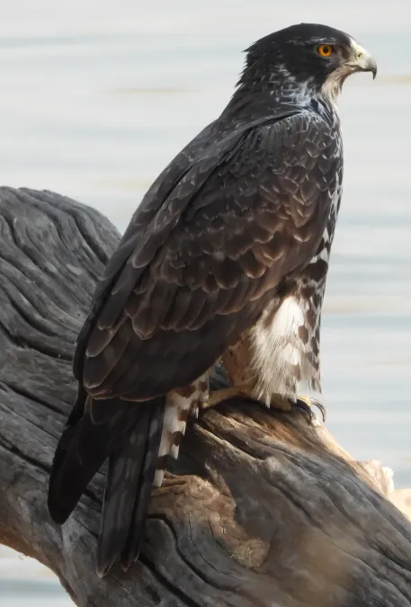 File:Ayres's hawk-eagle (Hieraaetus ayresii) 2.jpg