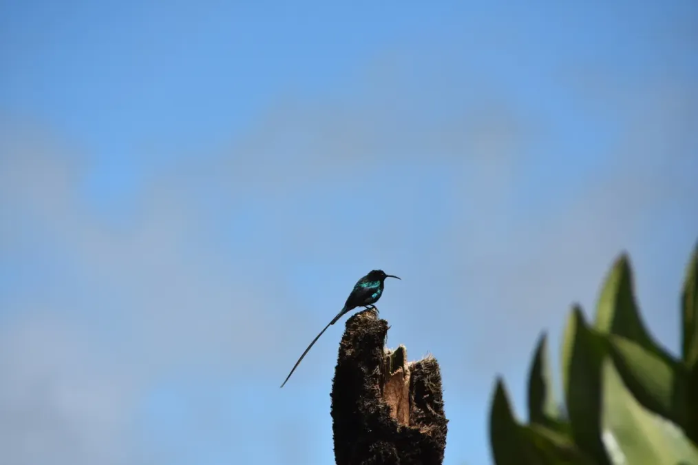 File:Nectarinia johnstoni in Kenya 148100529.jpg