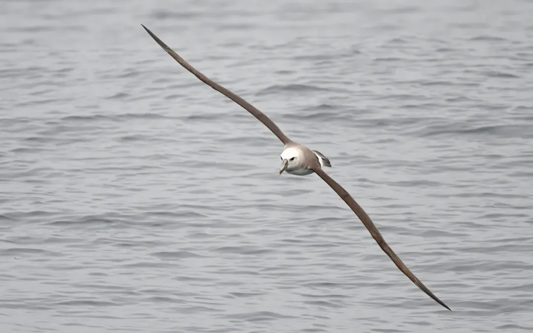 File:Thalassarche bulleri 392876192.jpg
