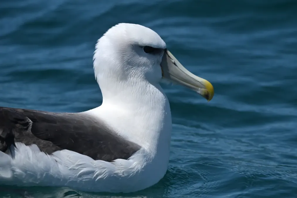 File:Thalassarche cauta 470732126.jpg