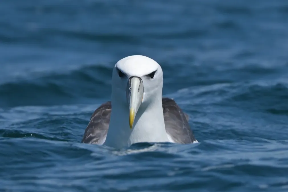 File:Thalassarche cauta 470731416.jpg