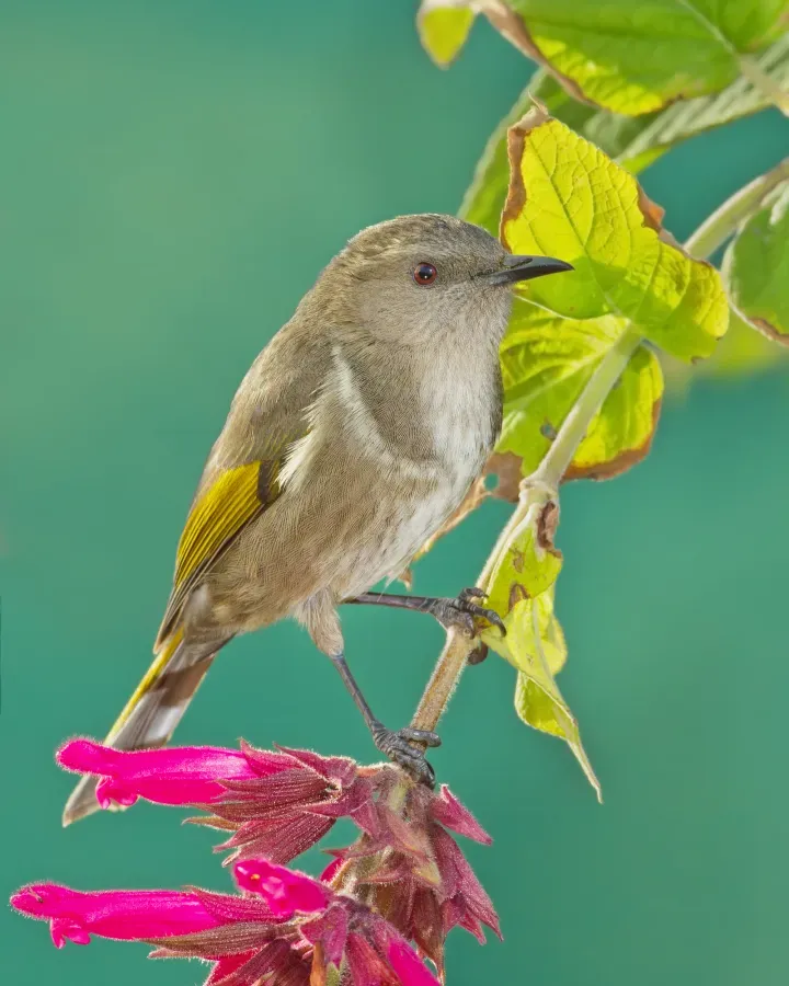 File:Phylidonyris pyrrhopterus - Austin's Ferry 2.jpg