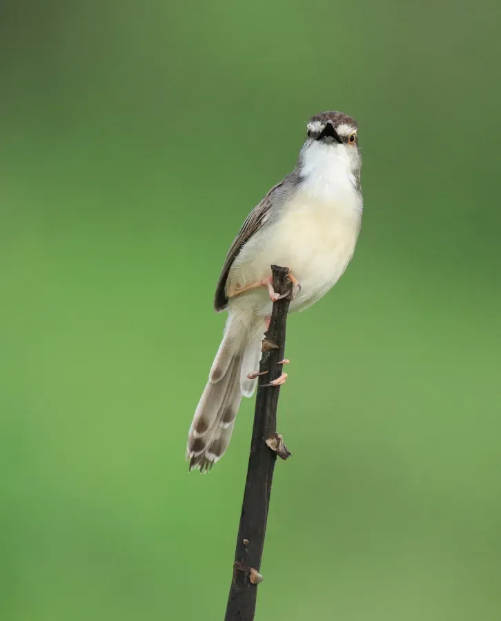 File:Plain prinia (Prinia inornata) (74237).jpg