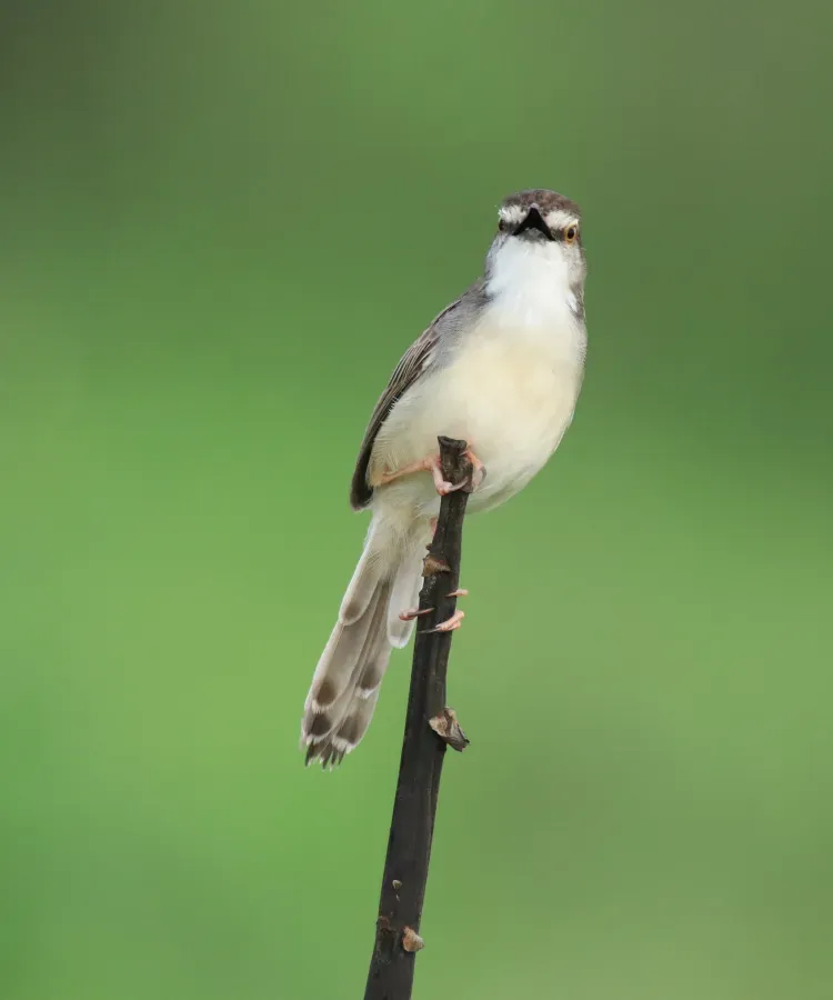 File:Plain prinia (Prinia inornata) (36904).jpg