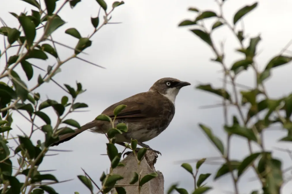 File:Turdoides hypoleuca -Kenya-8.jpg