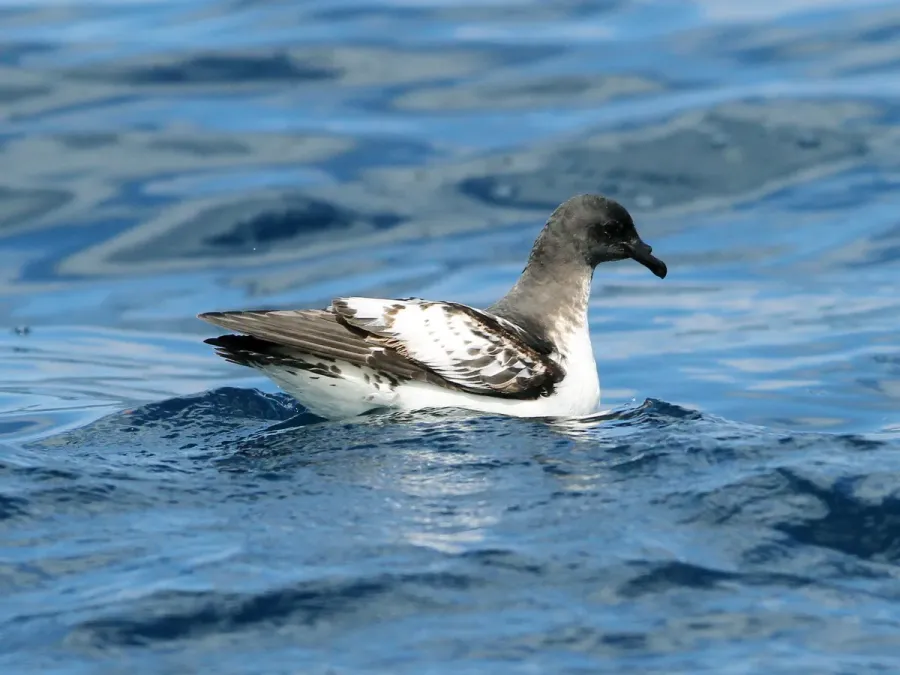 File:Daption capense capense, at sea off Cape of Good Hope, South Africa 08.jpg
