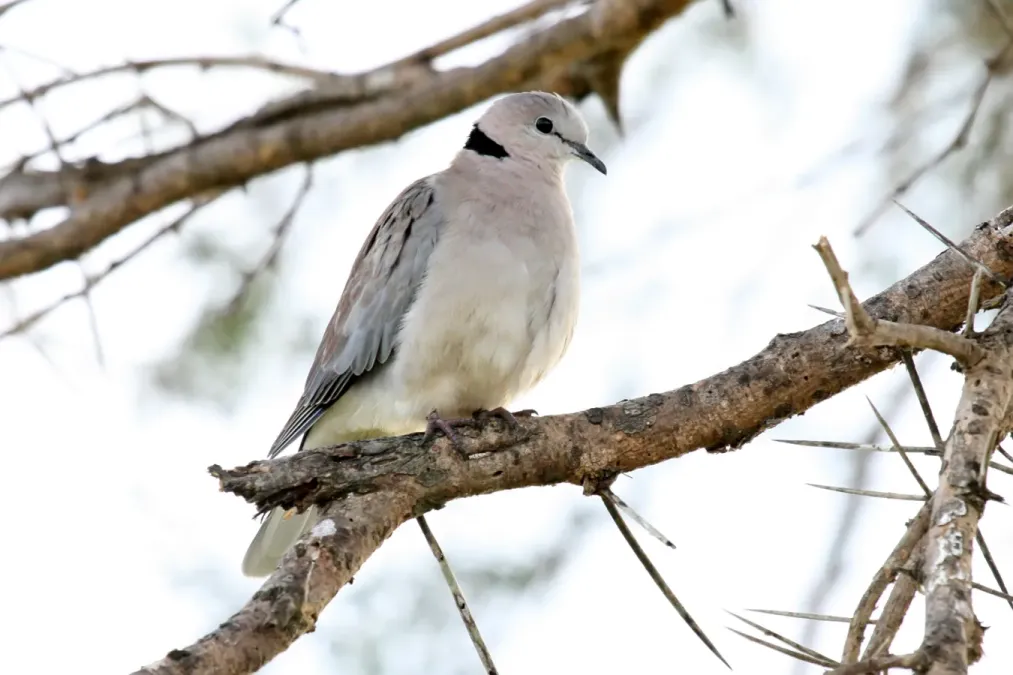 File:Ring-necked Dove Streptopelia capicola.jpg