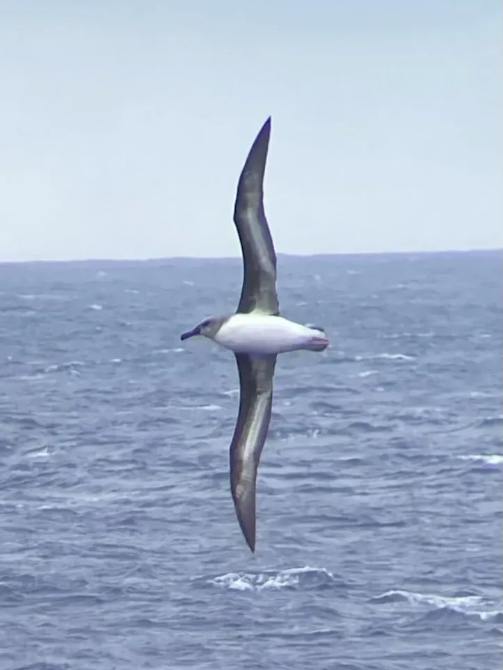 File:Thalassarche chrysostoma 353799559.jpg