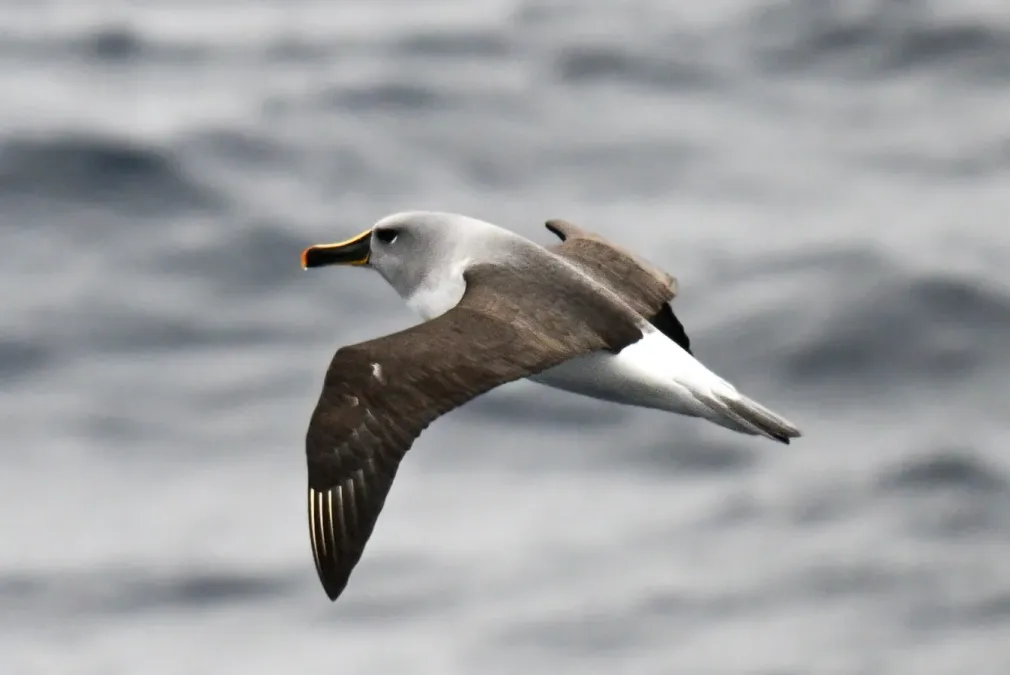 File:Thalassarche chrysostoma 446787253.jpg