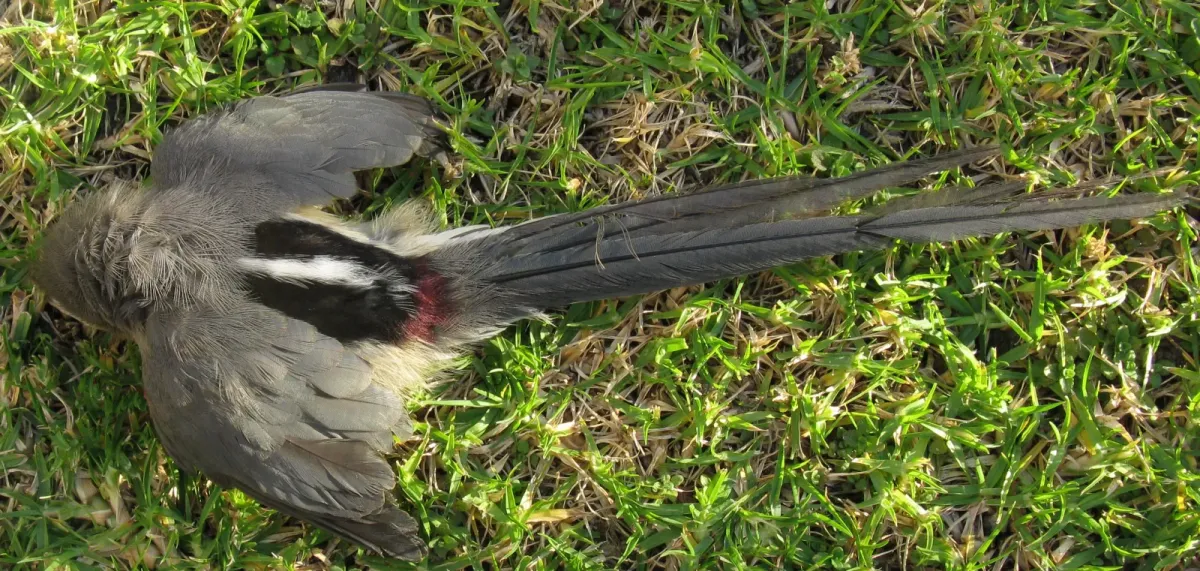 File:Colius colius White-backed mousebird Dorsal plumage 8425s.jpg