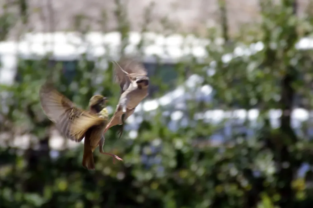 File:Ploceus baglfecht and Passer rufocinctus in flight.jpg