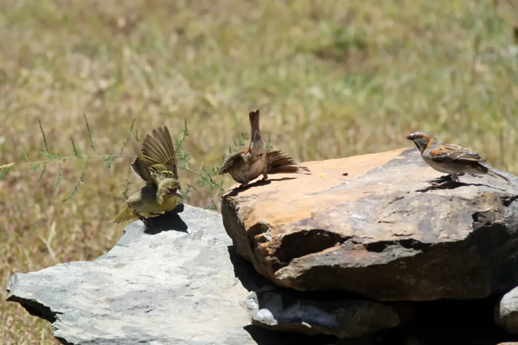 File:Ploceus baglafecht and Passer rufocinctus in Kenya 1.jpg