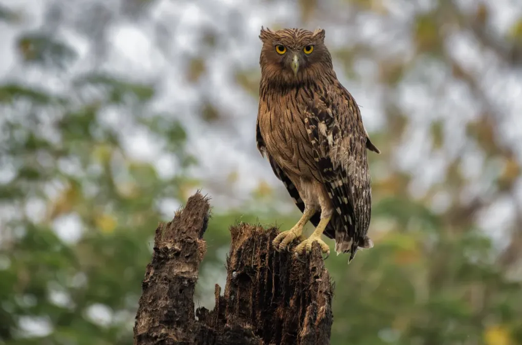 File:বাদামী মাছ পেঁচা ( Ketupa zeylonensis ), চইতপুর, বর্ধমান, পশ্চিমবঙ্গ DSC8041.jpg