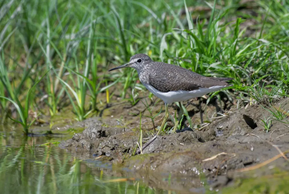 File:সবুজ বাটান ( Tringa ochropus), চুপি, পুরবস্থলি, বর্ধমান, পশ্চিমবঙ্গ.DSC3366.jpg