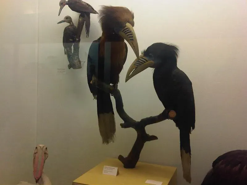 File:Ma - Anorrhinus galeritus and Aceros nipalensis - 2.jpg