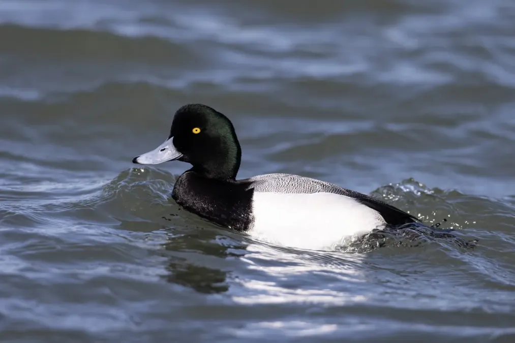 File:Drake Greater scaup (Aythya marila) Barnegat Inlet, New Jersey, USA.jpg
