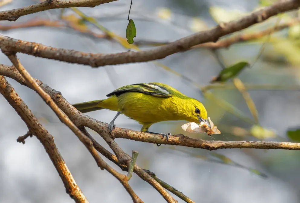 File:ফটিকজল(Aegithina tiphia),পালা, বর্ধমান, পশ্চিমবঙ্গ.DSC2534.jpg