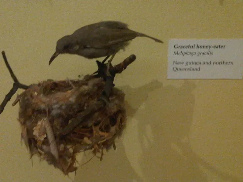 File:Meliphaga gracilis 2.jpg