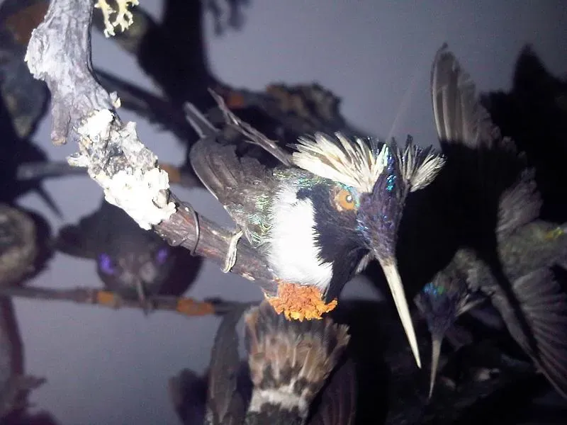 File:Heliactin bilophus - NHML 1.jpg
