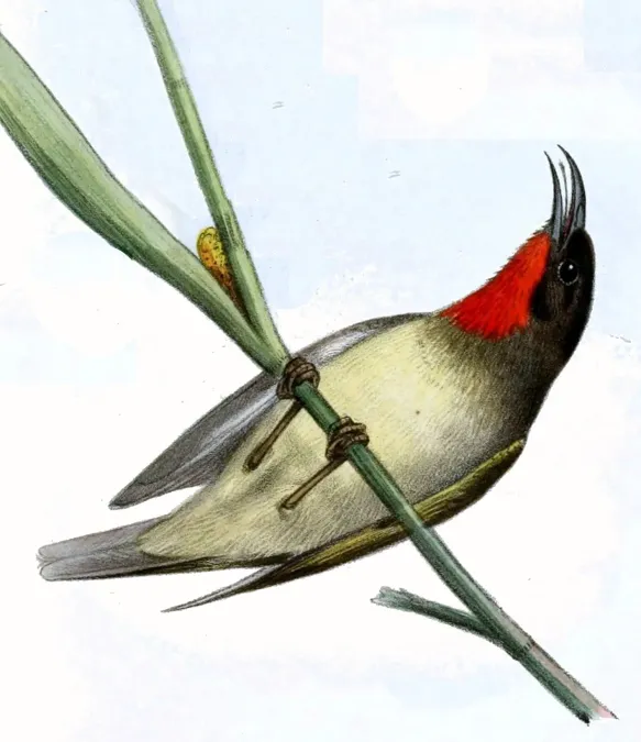 File:Myzomela sclateri.jpg
