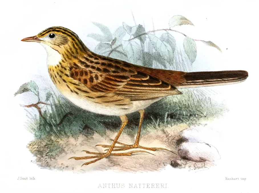 File:AnthusNattereriSmit.jpg