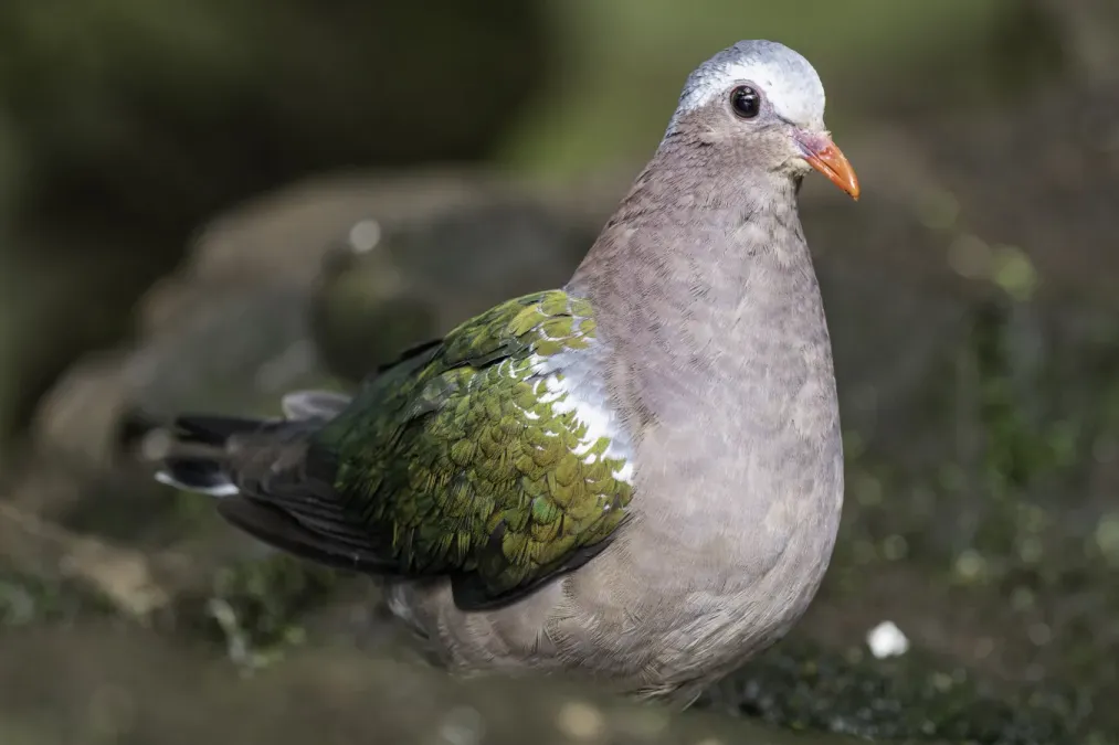 File:Holub zelenokřídlý – Common emerald dove – Chalcophaps indica (Prague Zoo).jpg