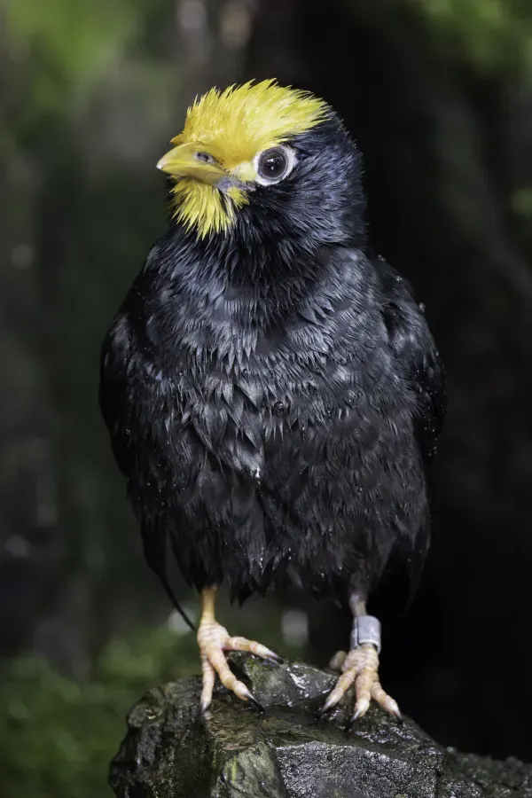File:Majna žlutohlavá – Golden-crested myna – Ampeliceps coronatus (Prague Zoo) 01.jpg
