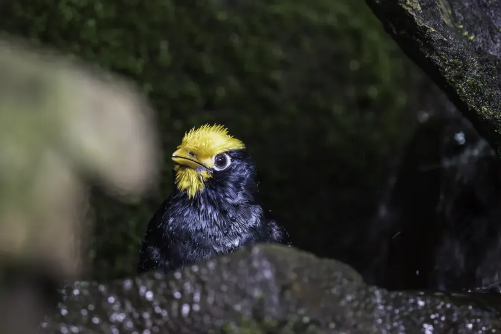 File:Majna žlutohlavá – Golden-crested myna – Ampeliceps coronatus (Prague Zoo) 02.jpg