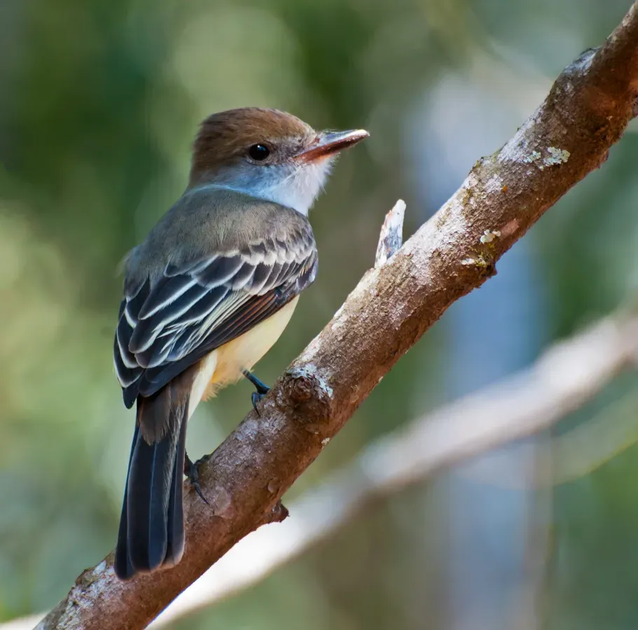 File:Myiarchus tyrannulus -Piraju, Sao Paulo, Brazil-8.jpg