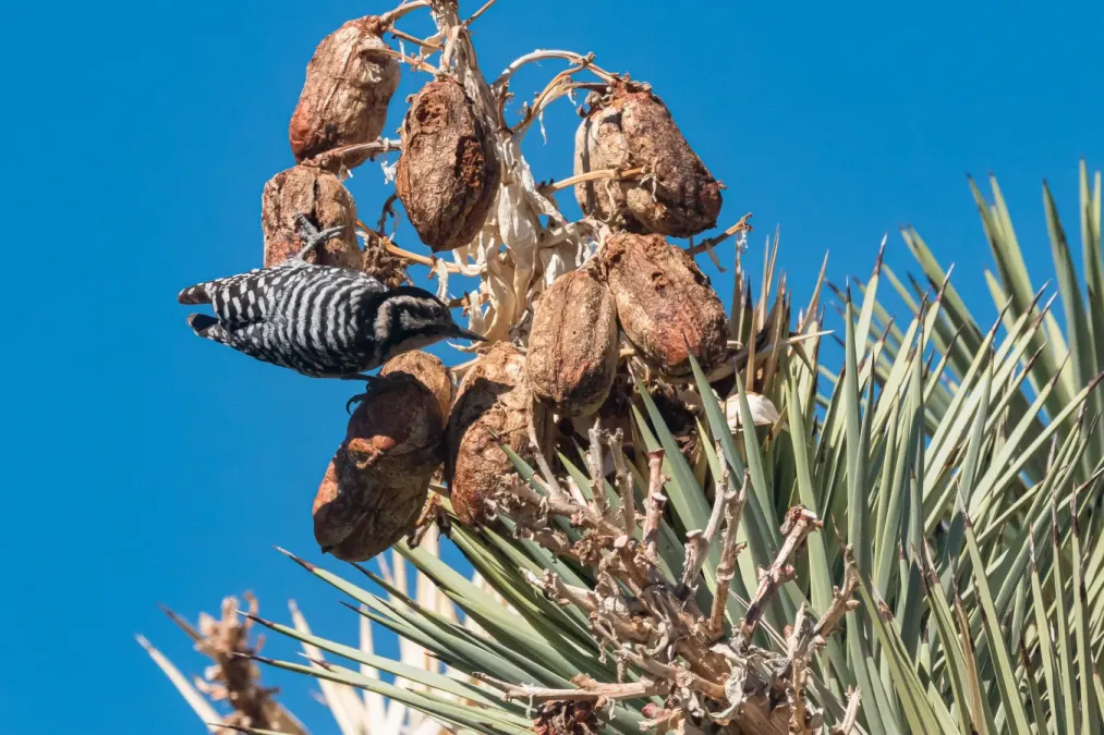 File:Ladder-backed Woodpecker (Dryobates scalaris) (52829653097).jpg