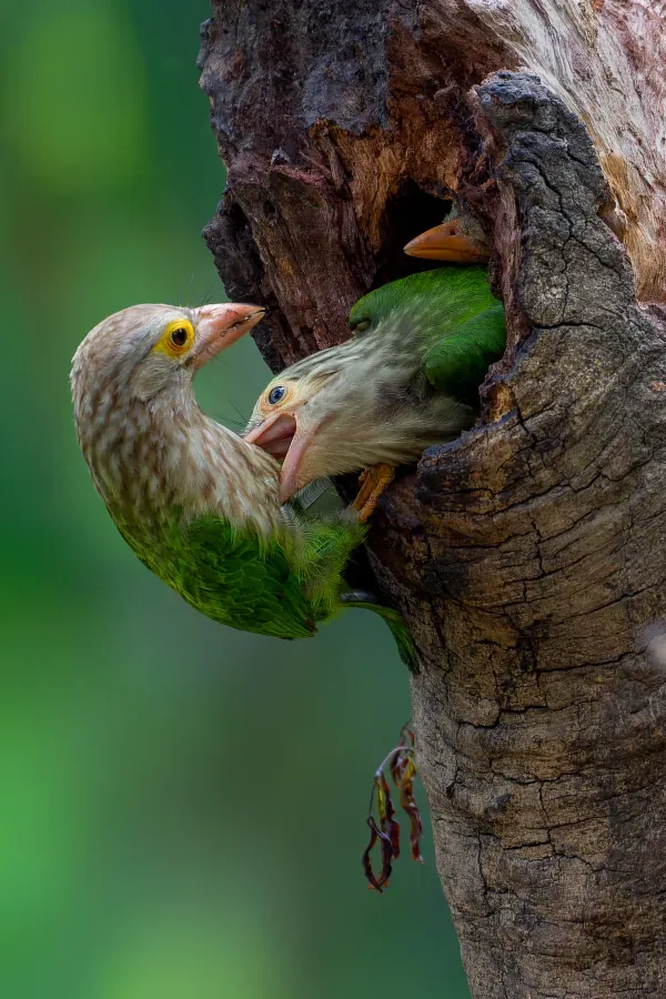 File:Lineated barbet (Psilopogon lineatus), Bangladesh.jpg